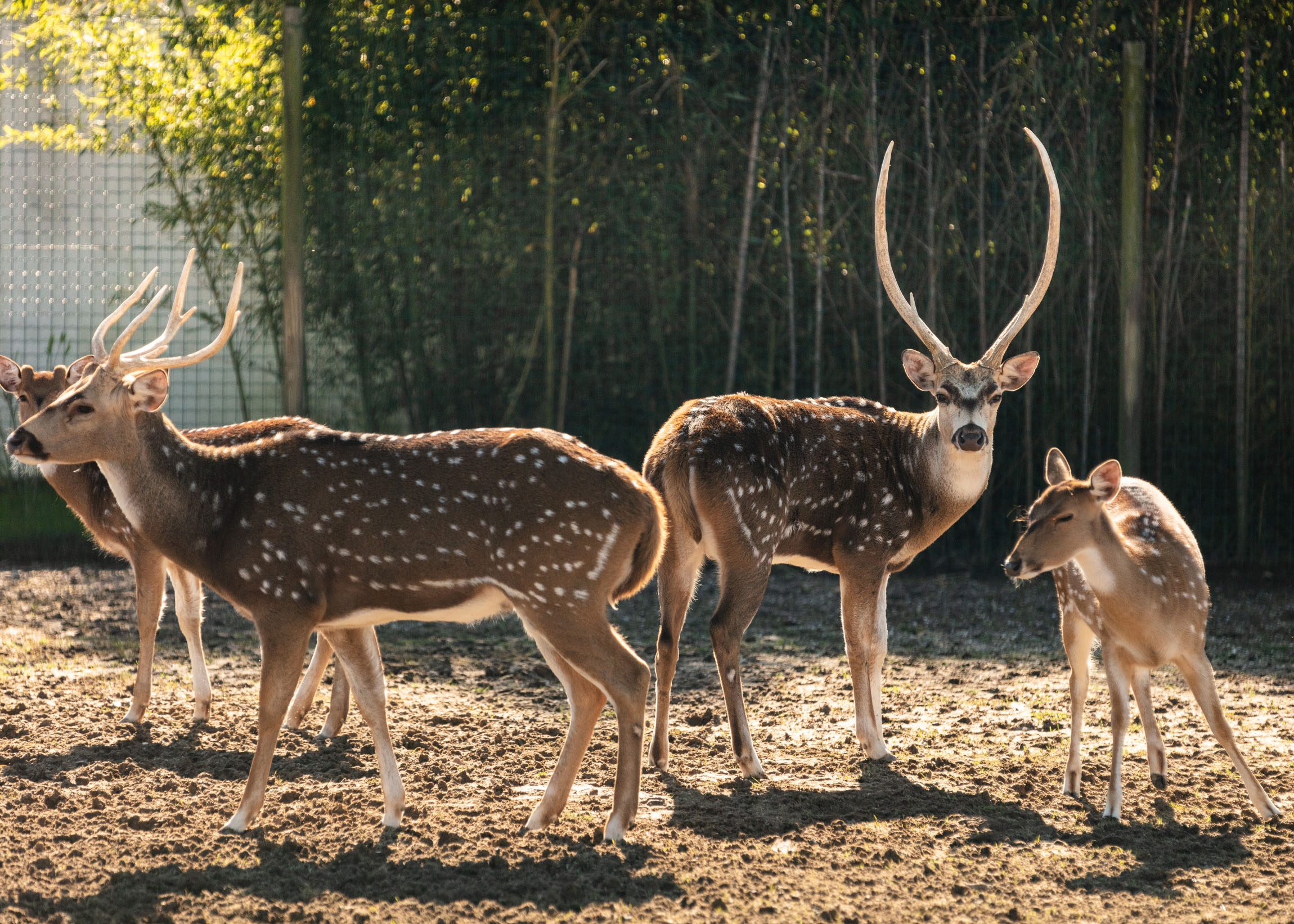 Imagem de capa de Zoo da Maia