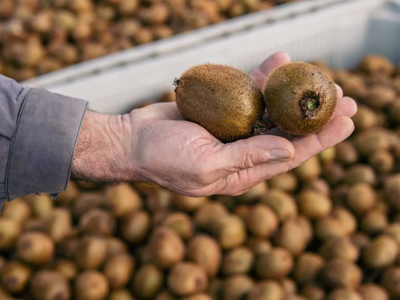 Agrotriana Soc. Agrícola Lda 1