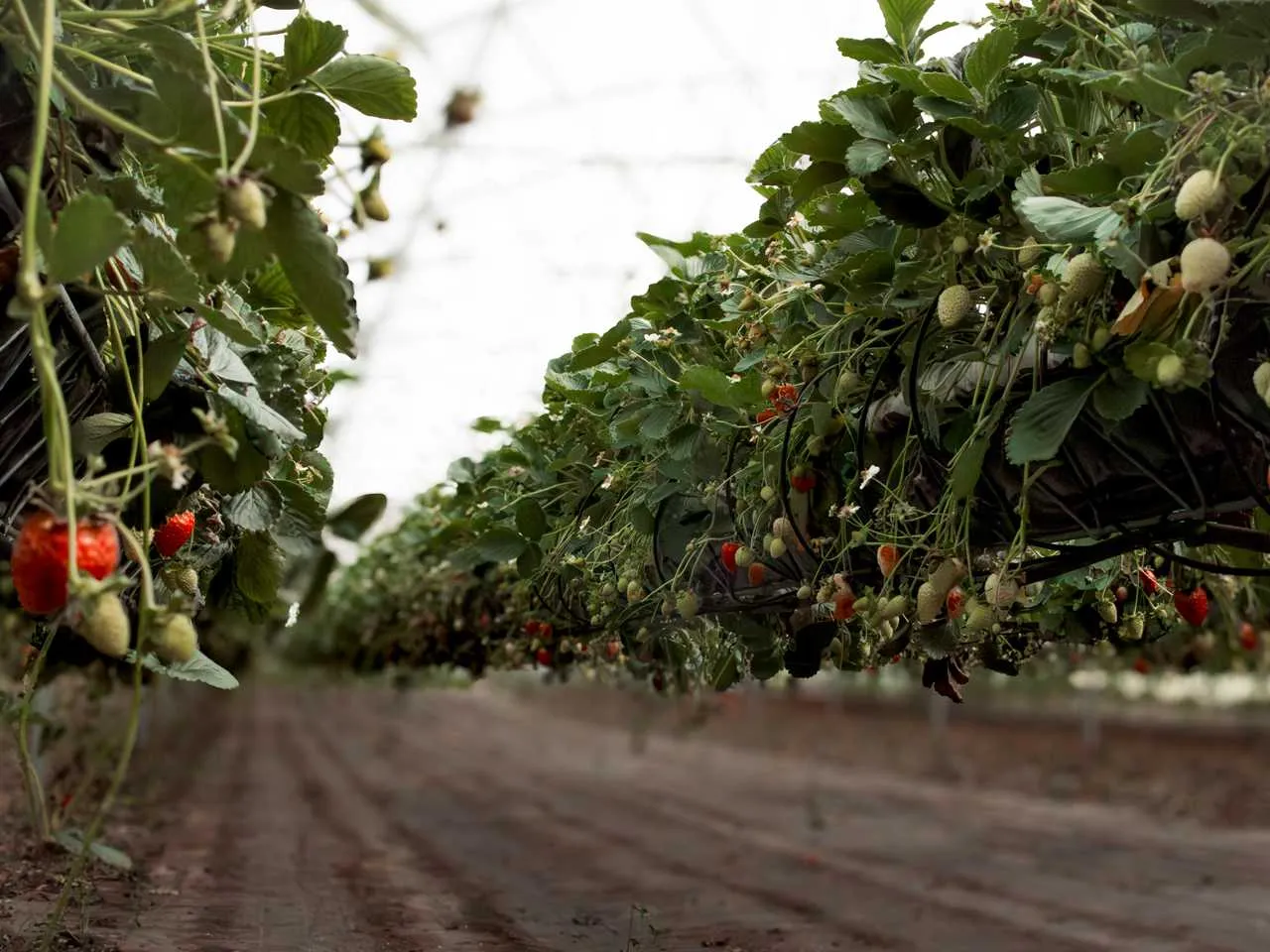 Brado da Terra - Agricultura e Fruticultura, Lda 1