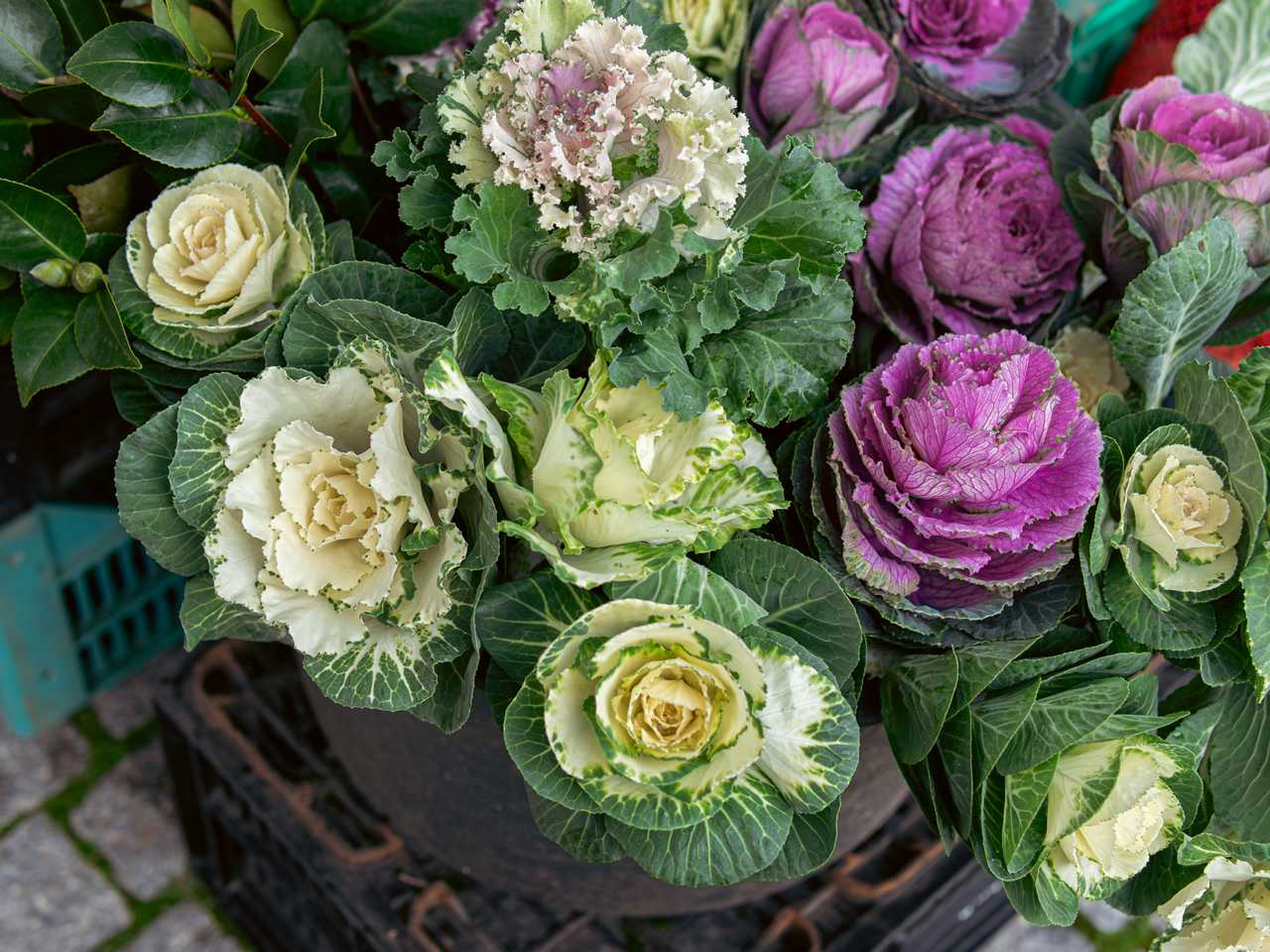 Feira/Mercado de Pedrouços