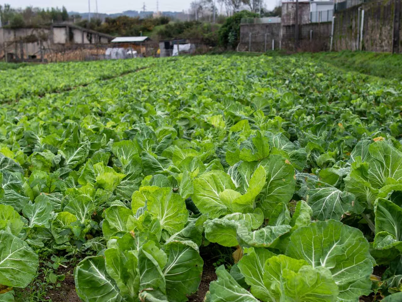 Gracinda da Cunha Areais Santos 1