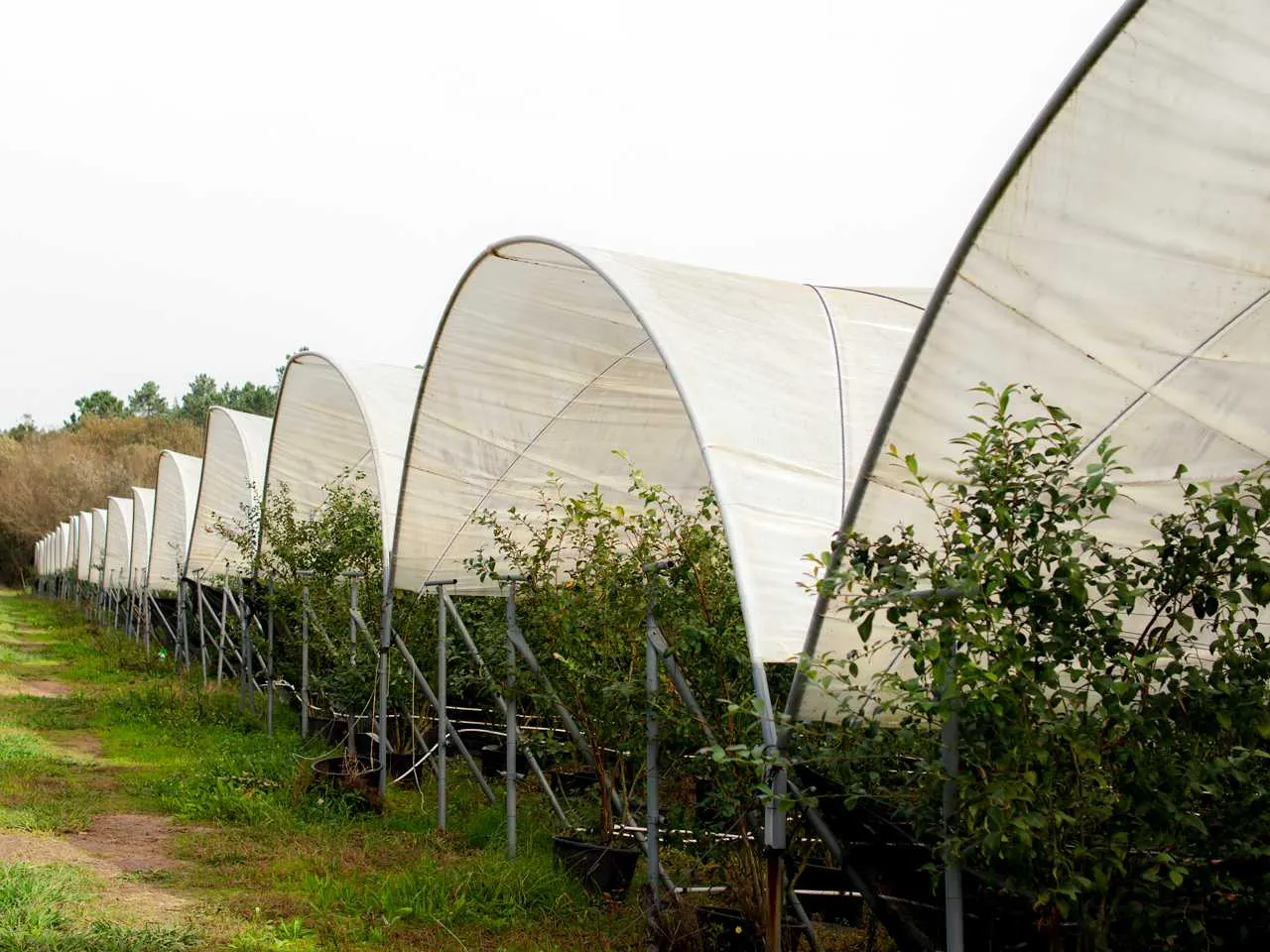 Inês Brás de Sousa Unipessoal Lda 1