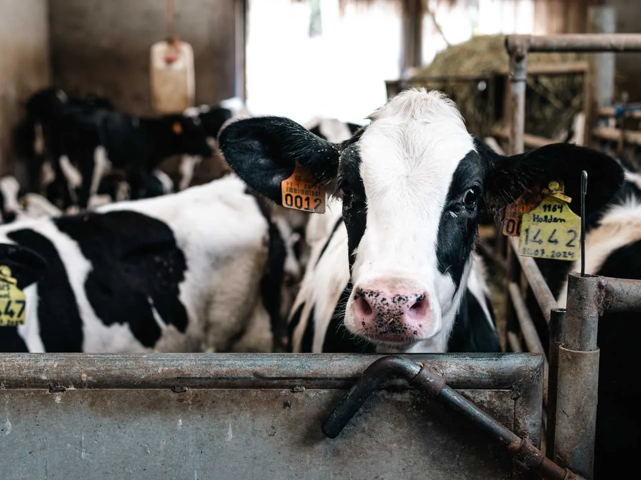 Vale de Leandro Agropecuária, Lda 1