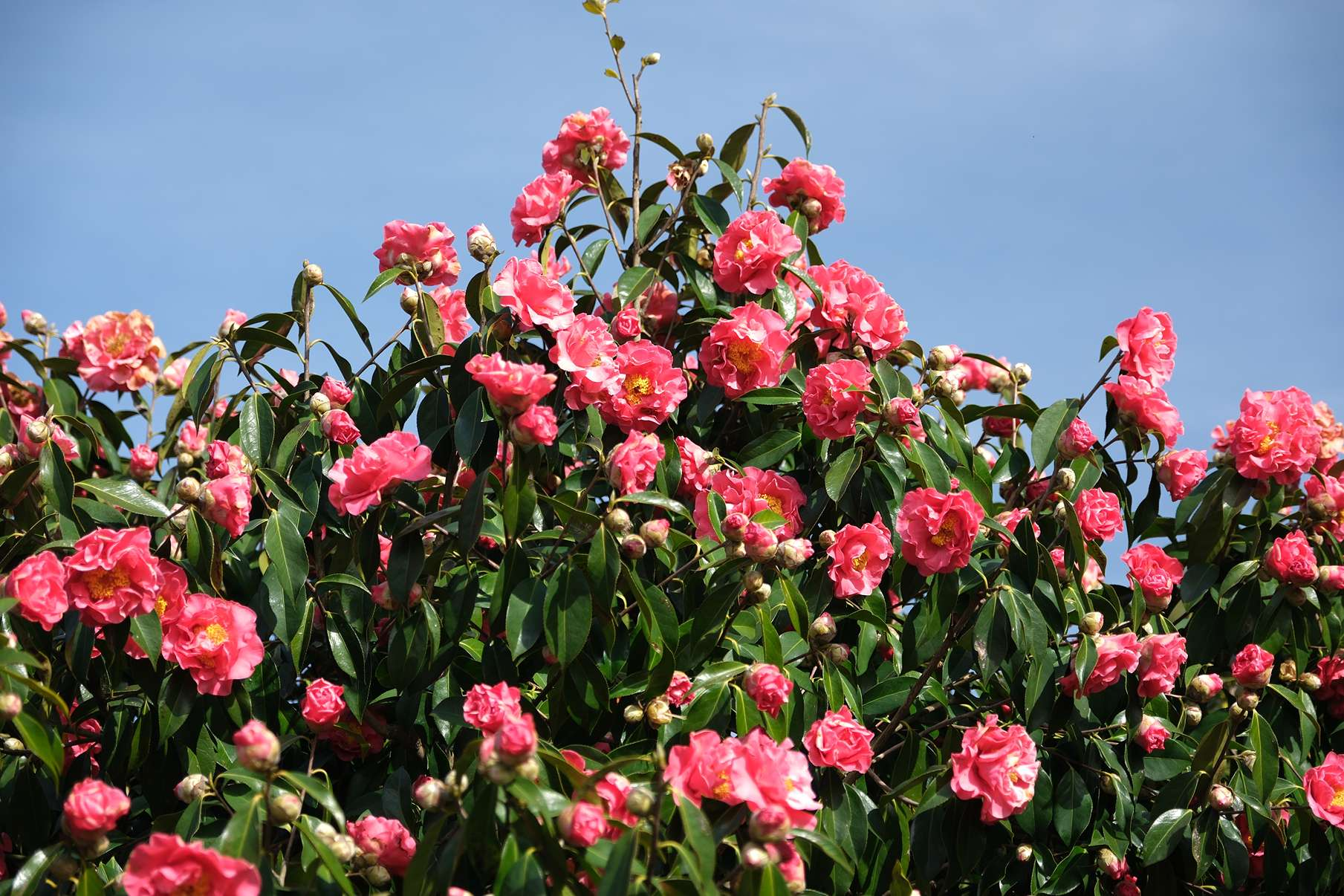 V Edição da Exposição de Camélias da Cidade da Maia