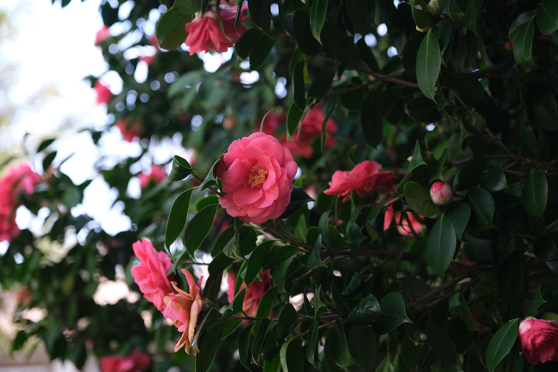 V Edição da Exposição de Camélias da Cidade da Maia